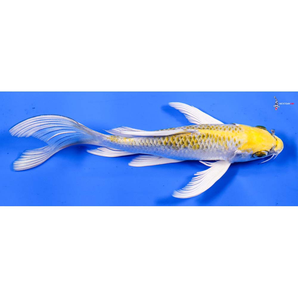 6.5” Imported Kujaku Butterfly Koi