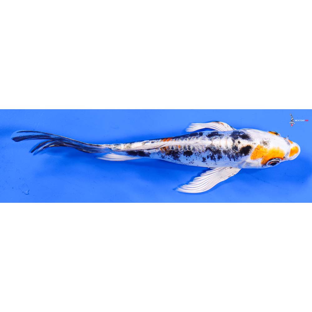 6.5” Imported Heisei Nishiki Butterfly Koi