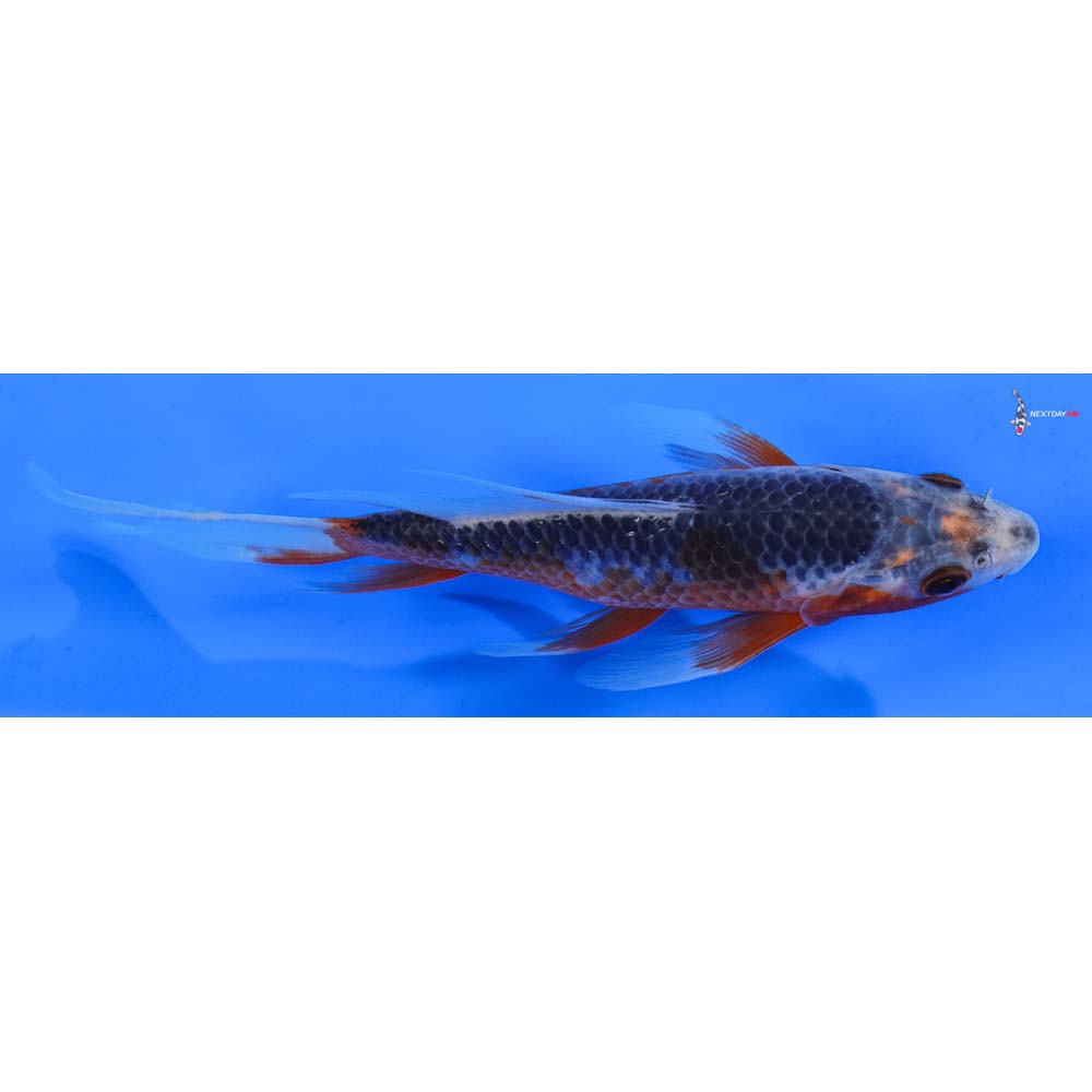 6” Imported Asagi Butterfly Koi