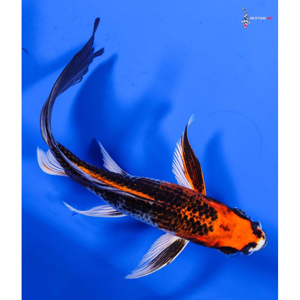 6.5” Imported Kujaku Butterfly Koi