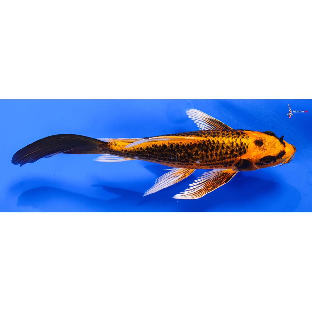 6.5” Imported Orenji Matsuba Butterfly Koi