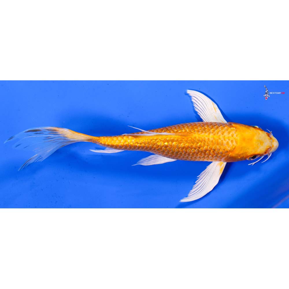 6.5” Imported Gin Rin Orenji Ogon Butterfly Koi