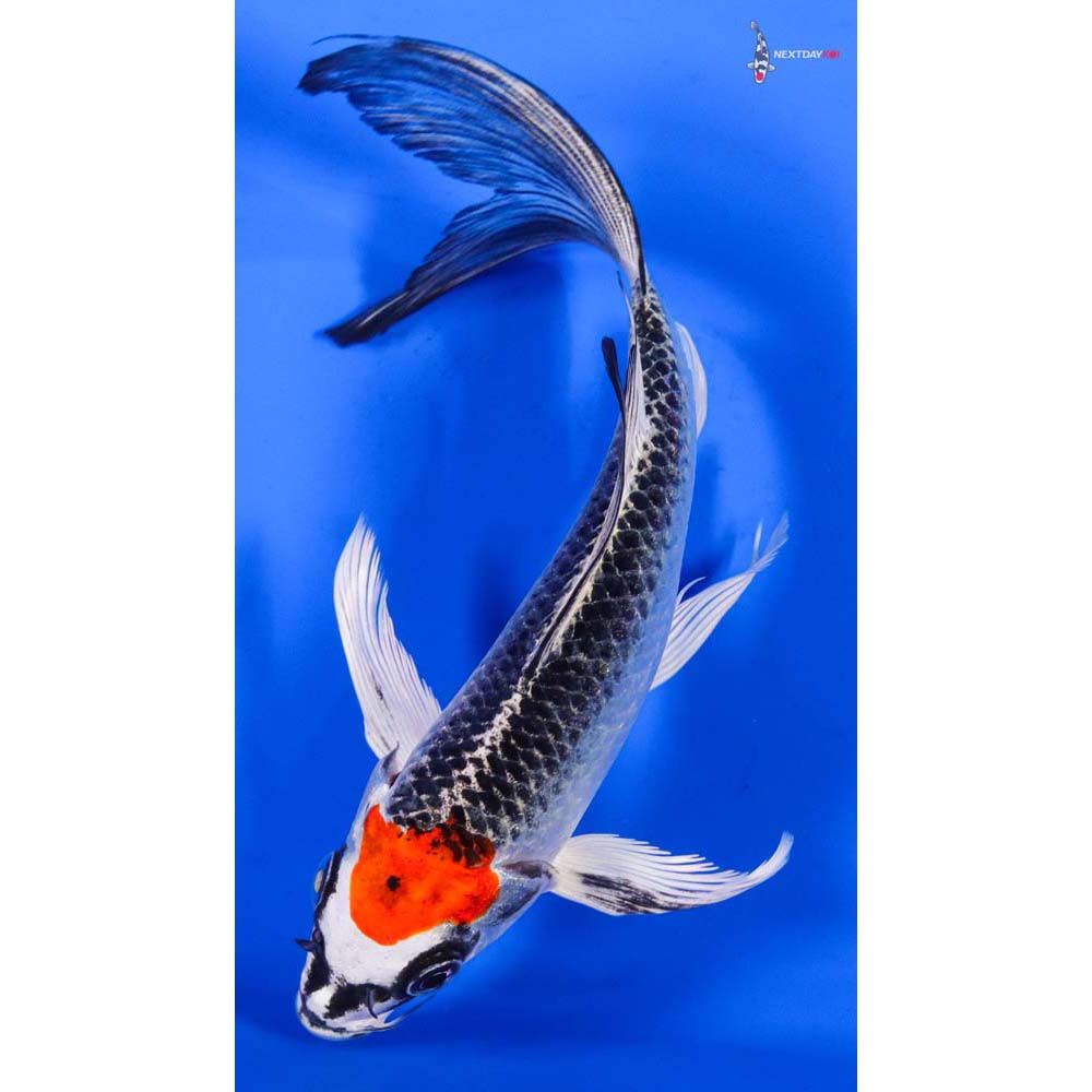6.5” Imported Kujaku Butterfly Koi
