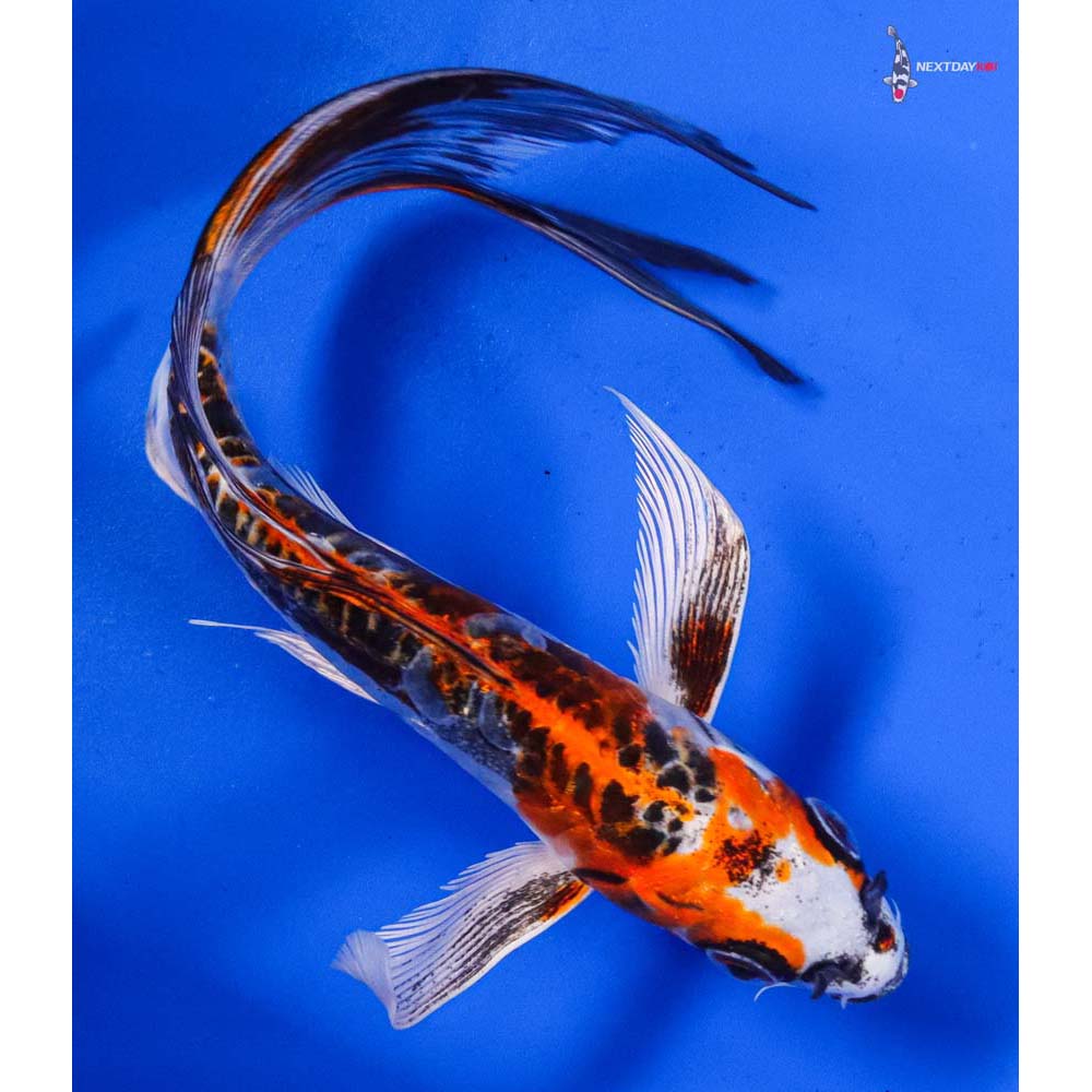 7” Imported Doitsu Kujaku Butterfly Koi