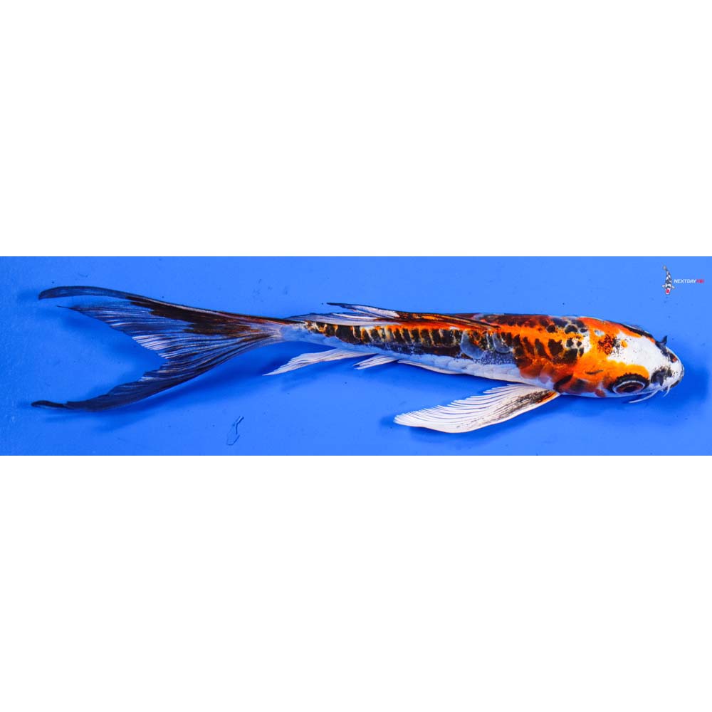 7” Imported Doitsu Kujaku Butterfly Koi