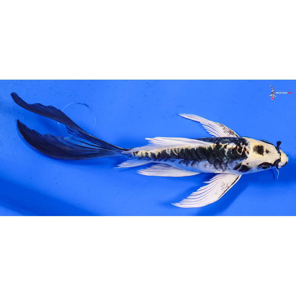 7” Imported Armor Scaled Kin Kikokuryu Butterfly Koi
