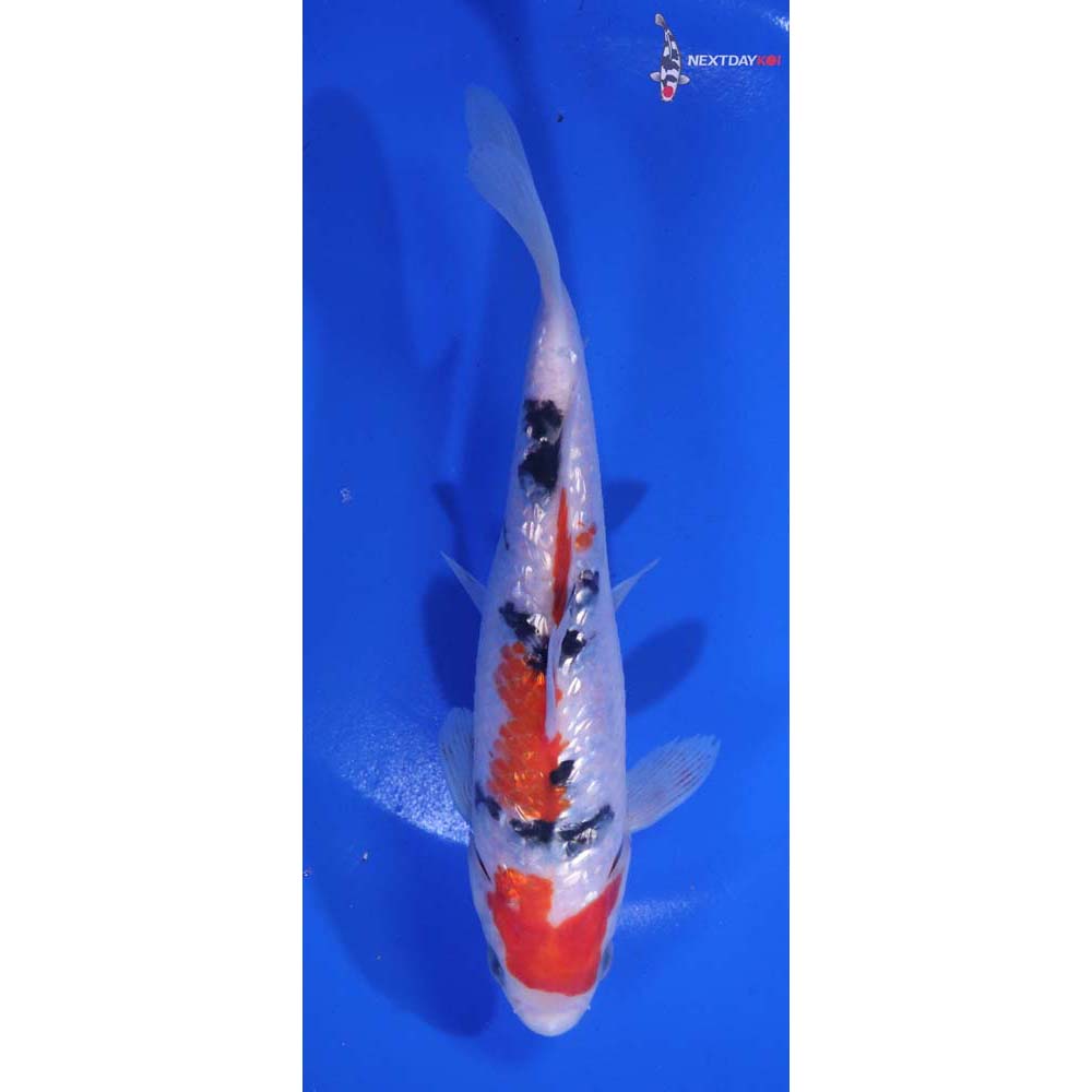 6” Imported Gin Rin Sanke