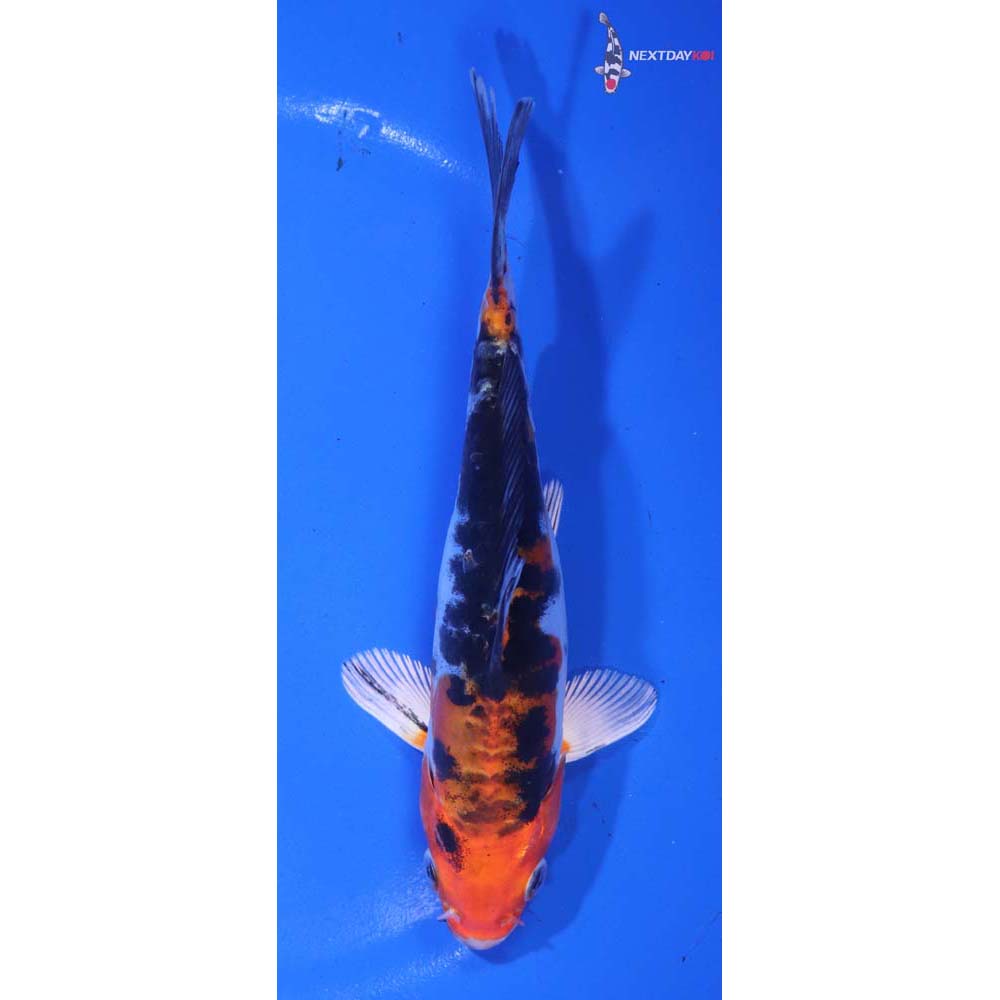 6” Imported Heisei Nishiki