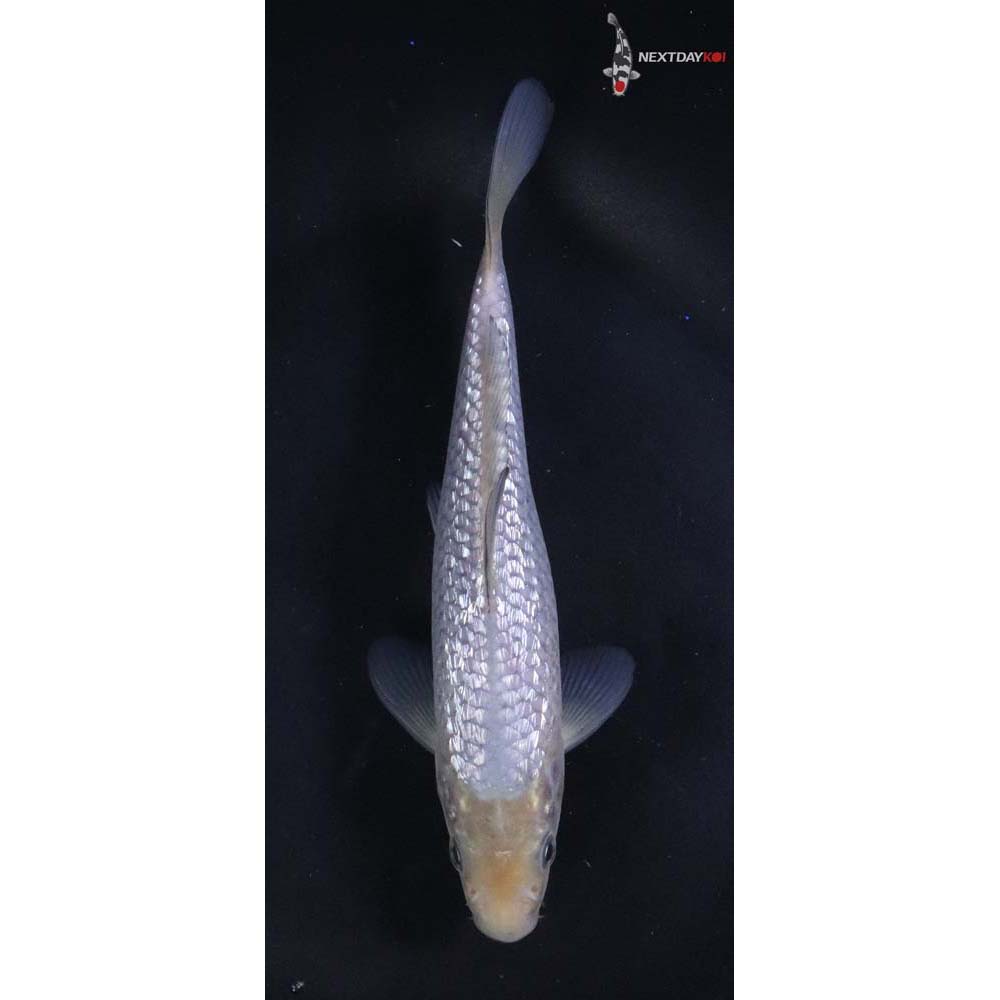 6” Imported Gin Rin Soragoi