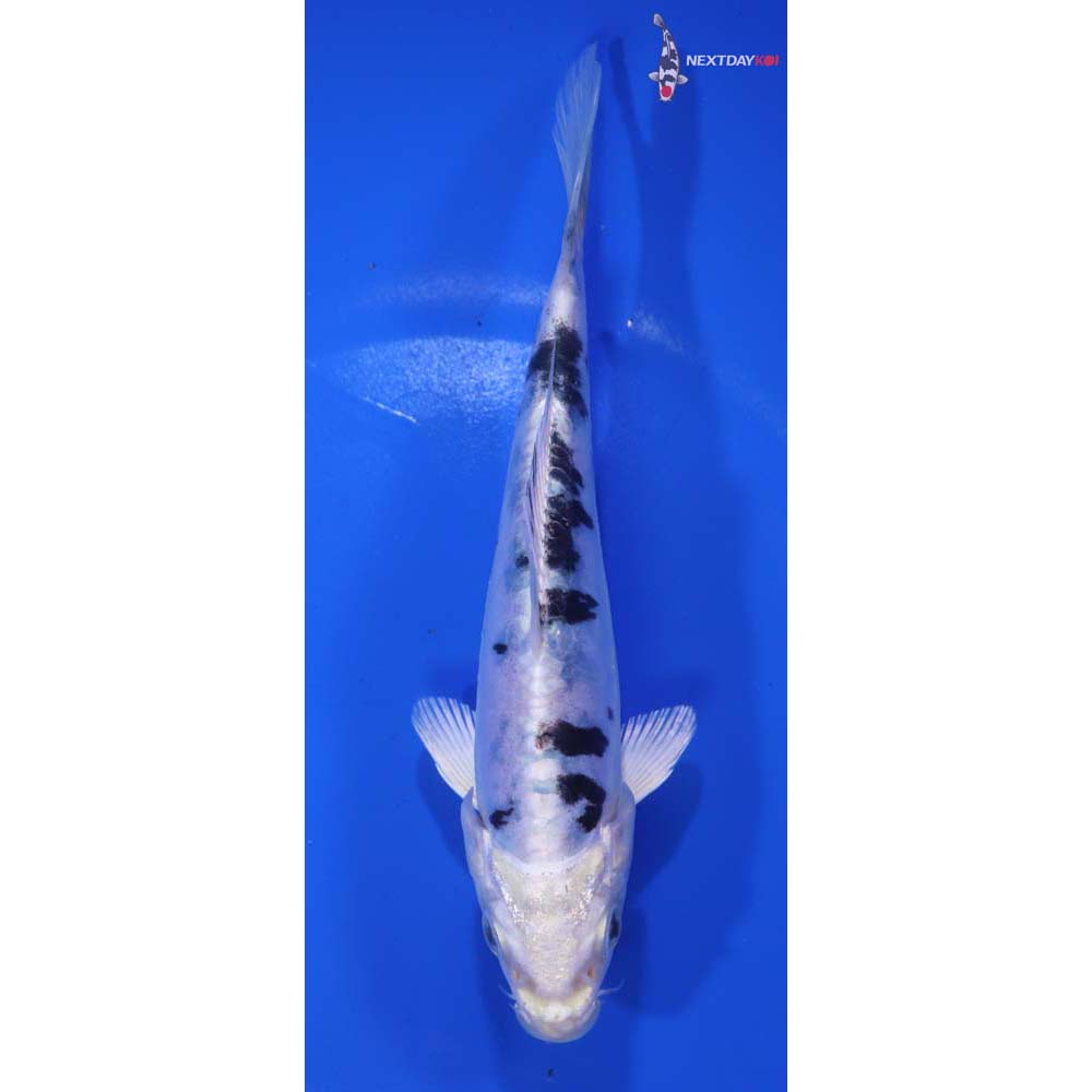 6.5” Imported Doitsu Gin Shiro Bekko