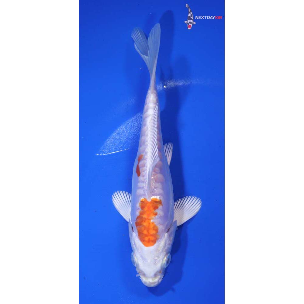 6” Imported Kikusui