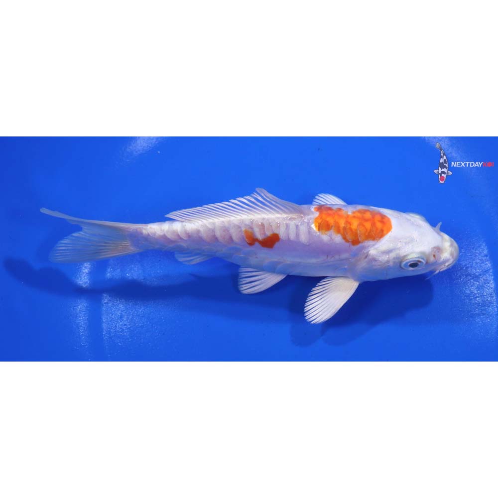 6” Imported Kikusui