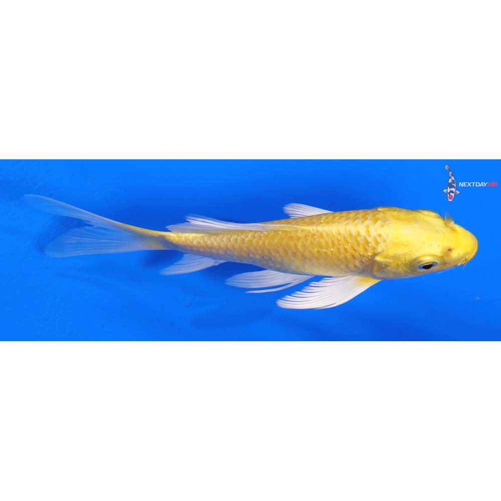 5.5” Imported Yamabuki Ogon Butterfly Koi
