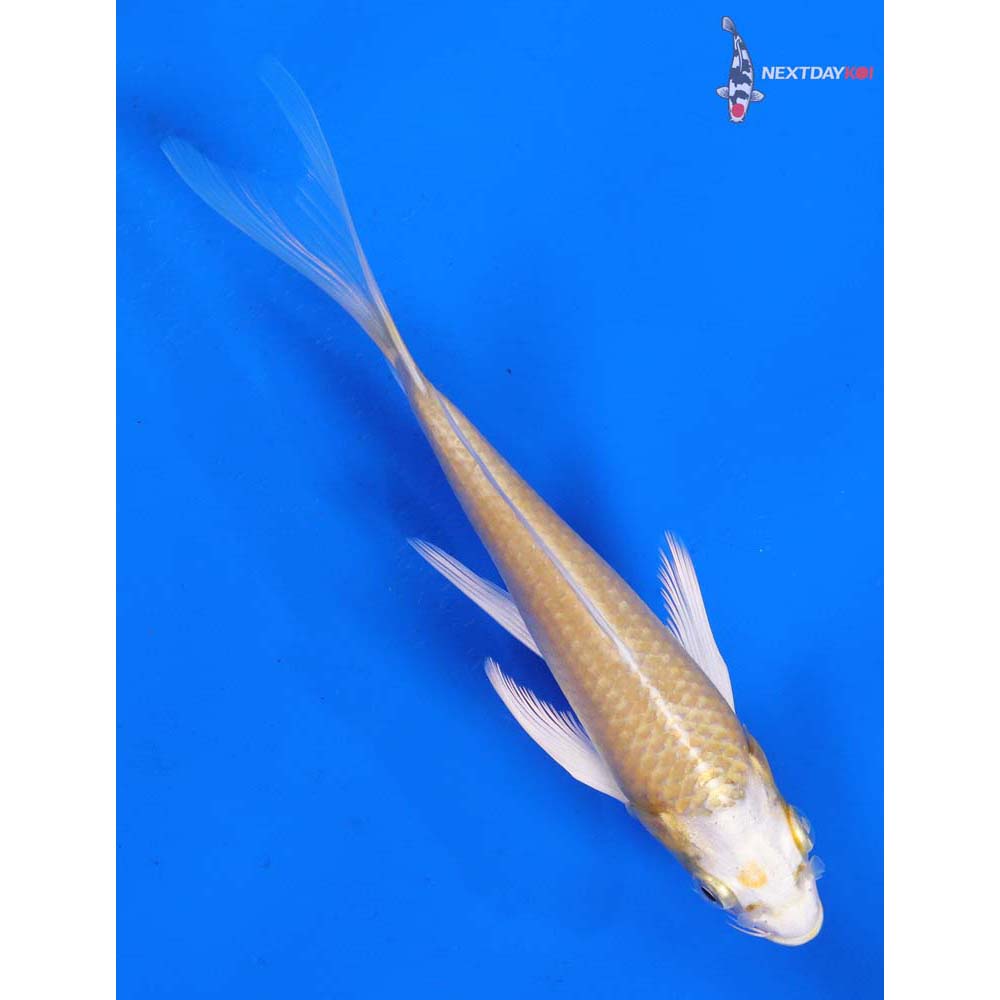 6” Imported Yamabuki Ogon Butterfly Koi