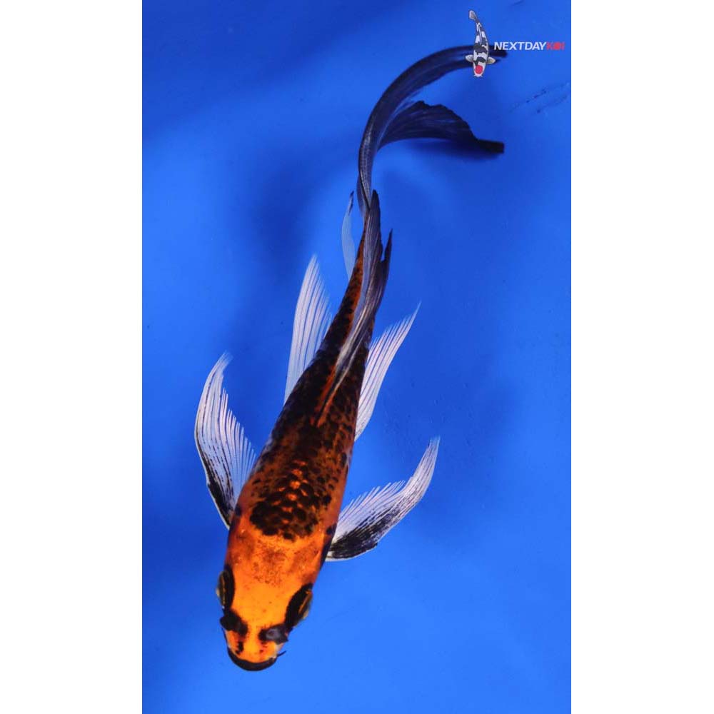 5” Imported Kujaku Butterfly Koi