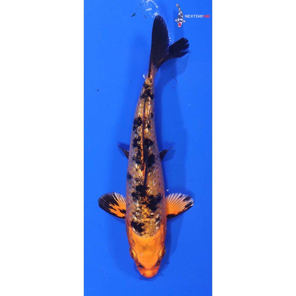 4” Imported Gin Rin Kin Aka Bekko