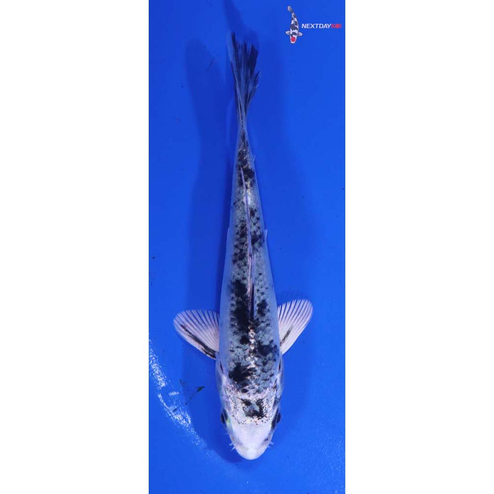 4” Imported Gin Shiro Bekko