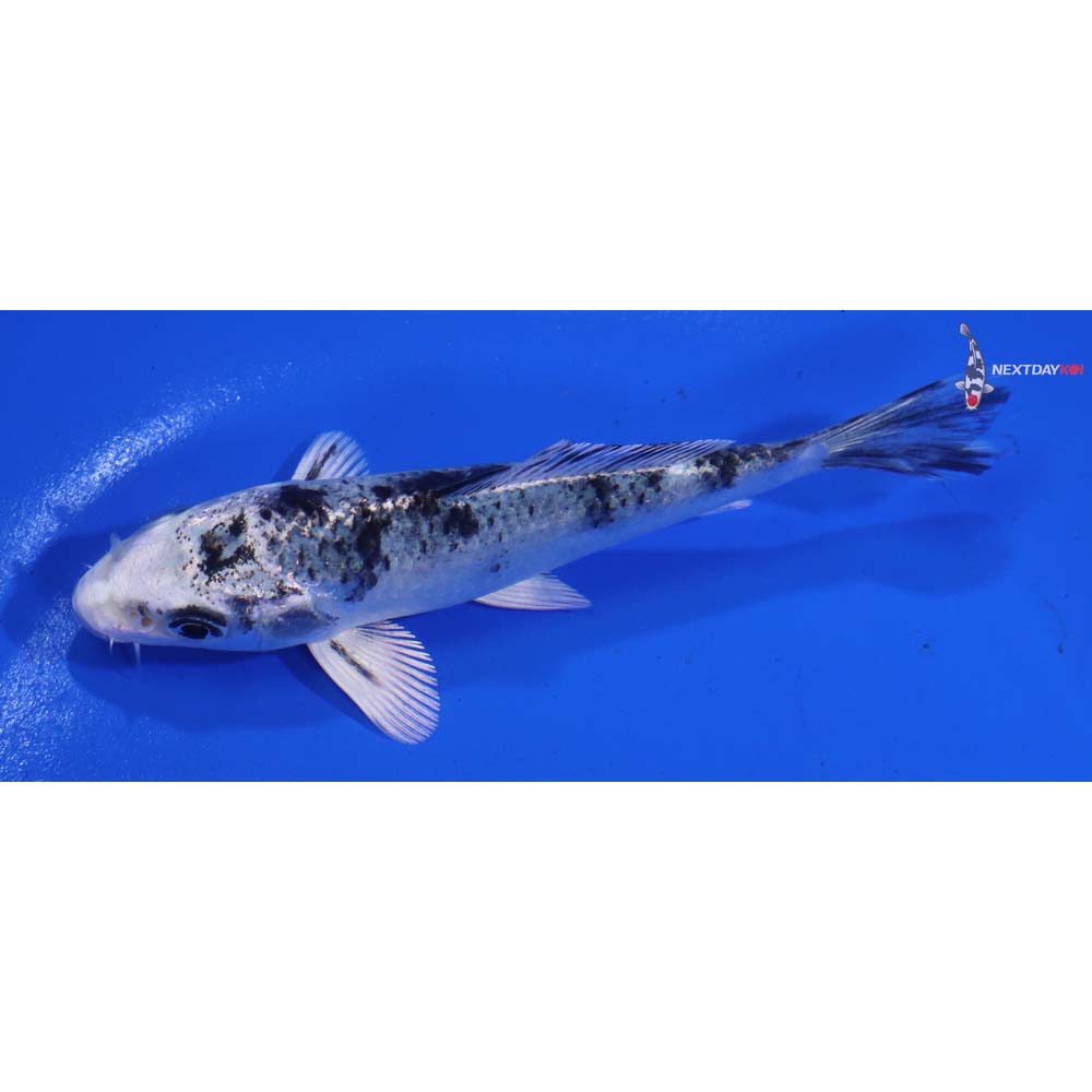 4” Imported Gin Shiro Bekko