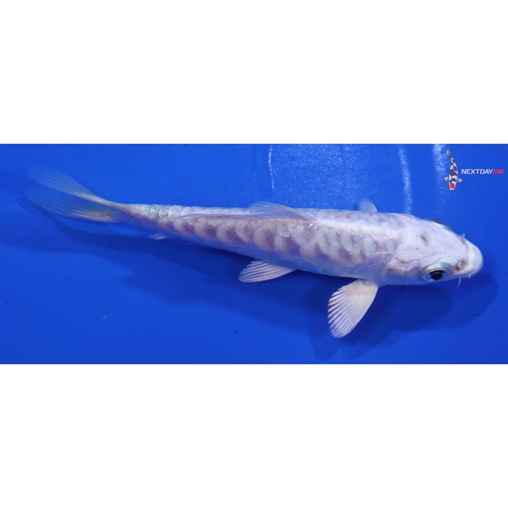 4.5” Imported Armor Scaled Platinum Ogon