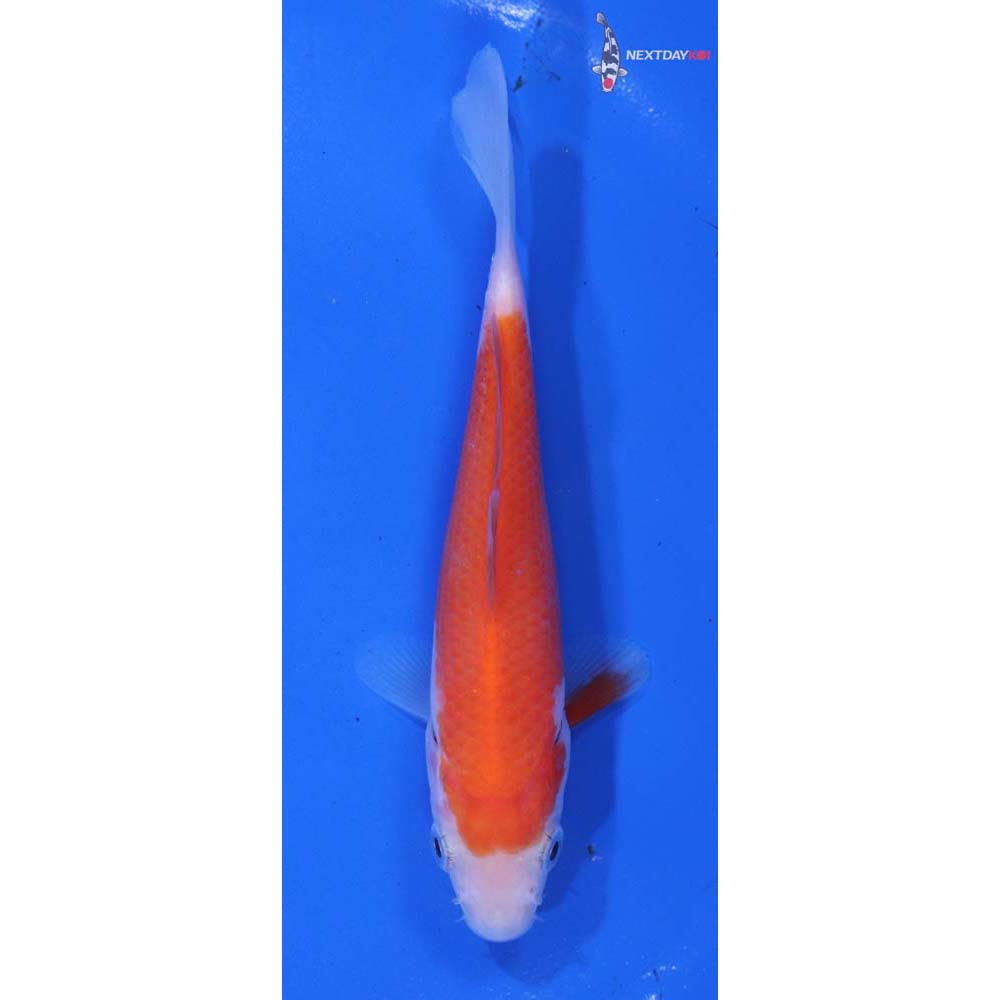 4.5” Imported Kohaku