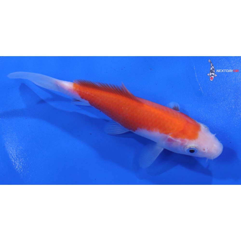 4.5” Imported Kohaku