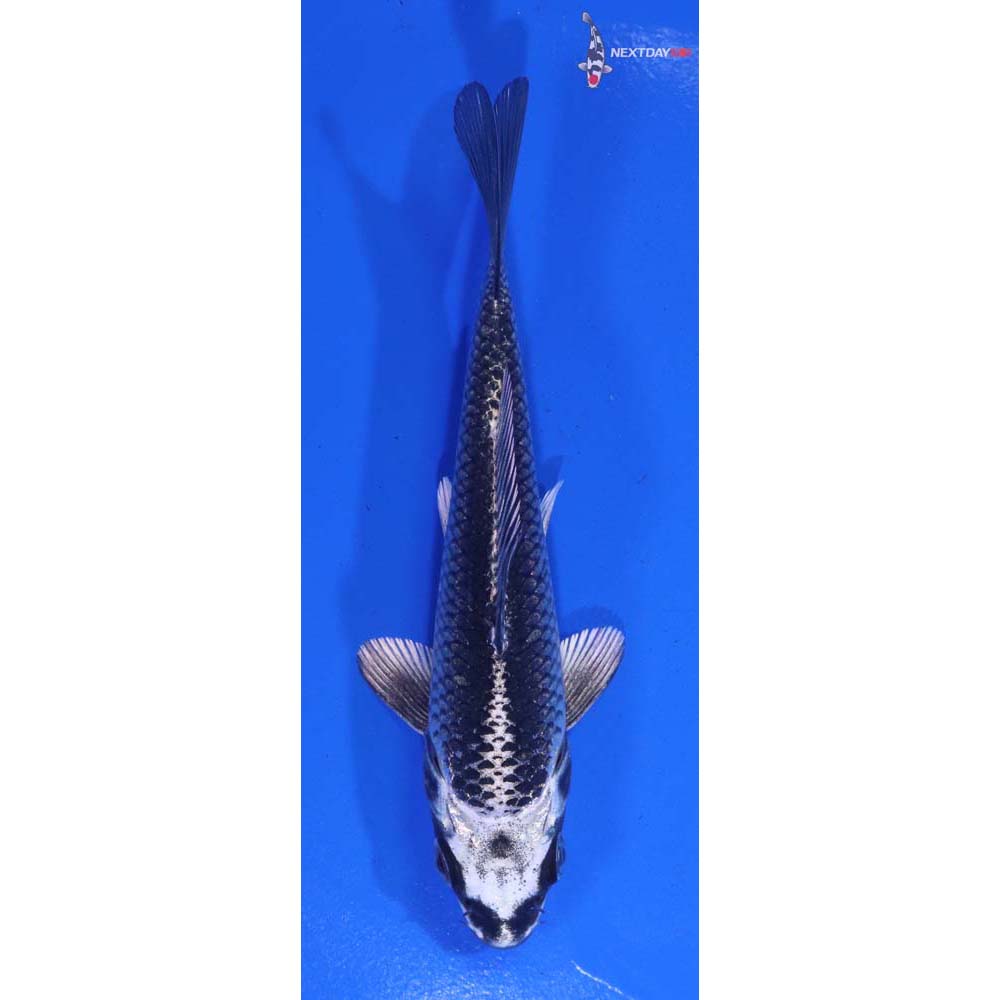 4.5” Imported Gin Matsuba