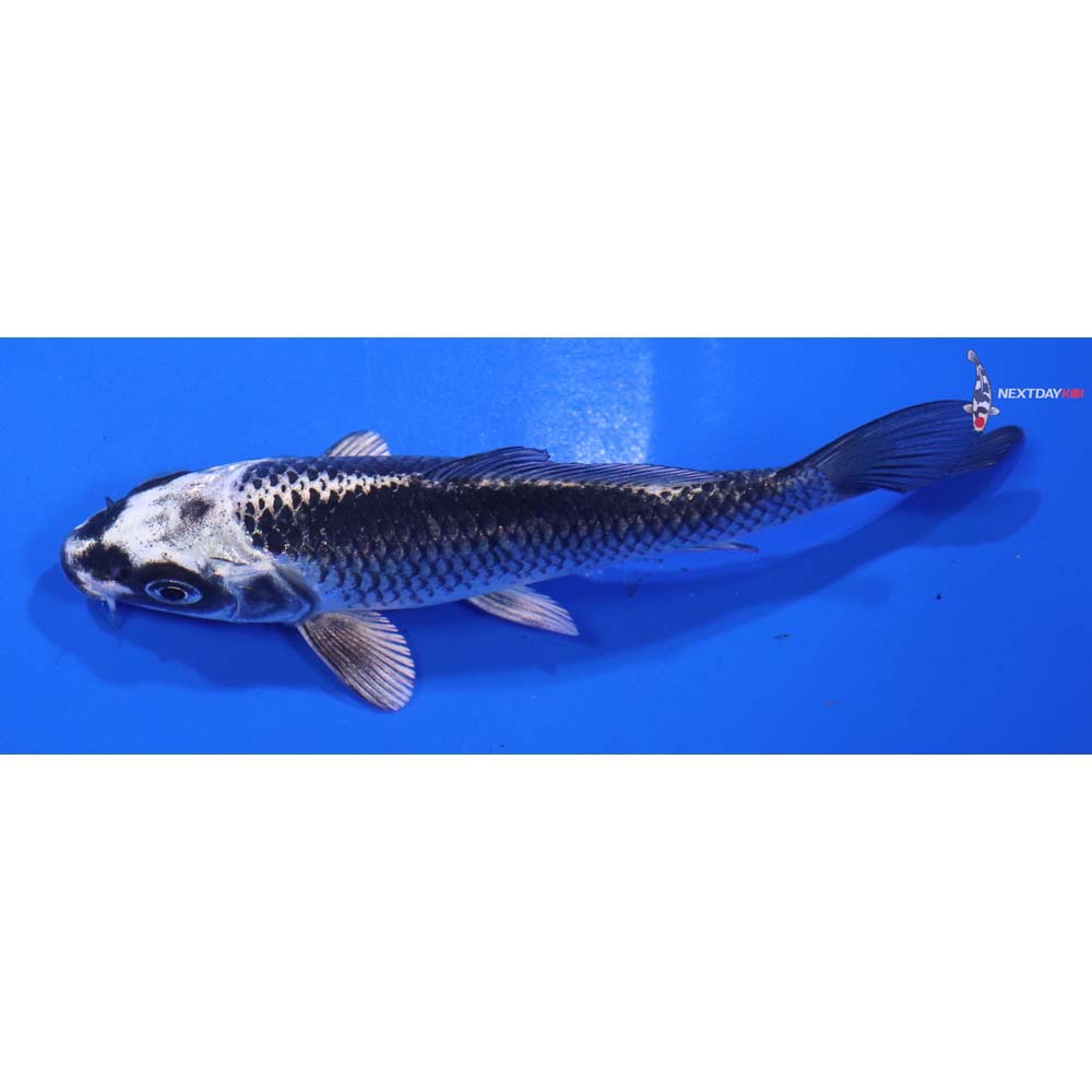 4.5” Imported Gin Matsuba