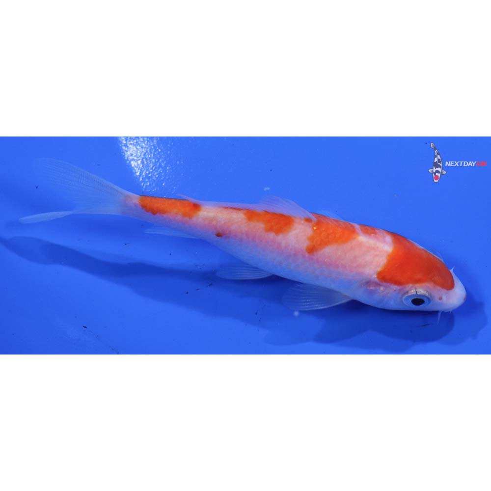 4” Imported Kohaku