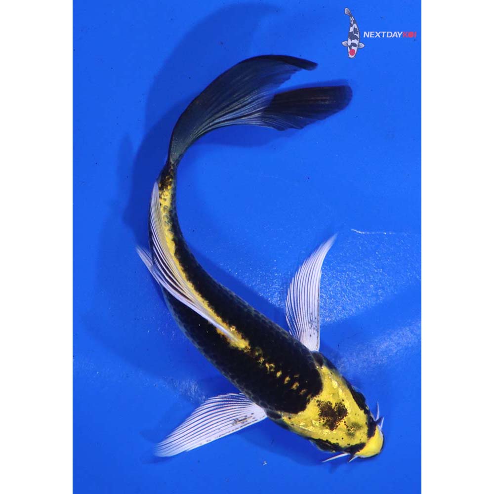 4” Imported Kujaku Butterfly Koi