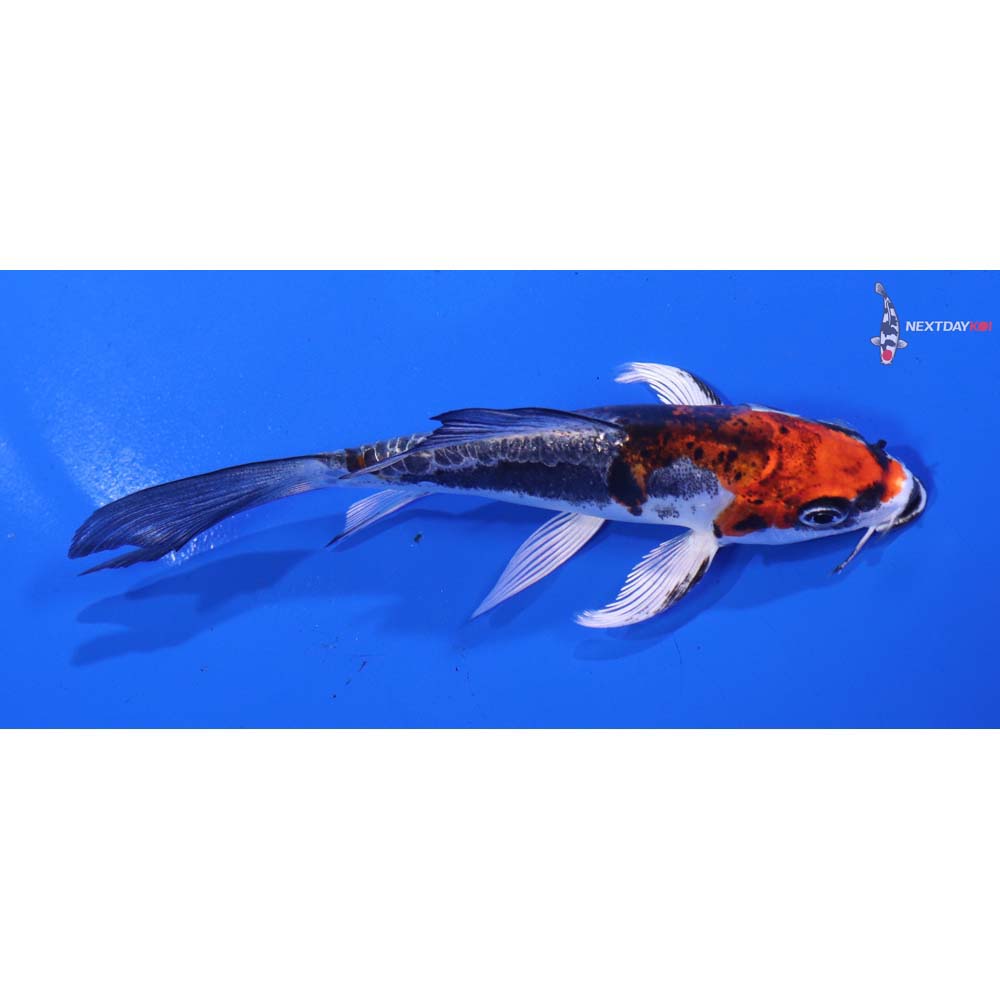 4.5” Imported Kin Kikokuryu Butterfly Koi