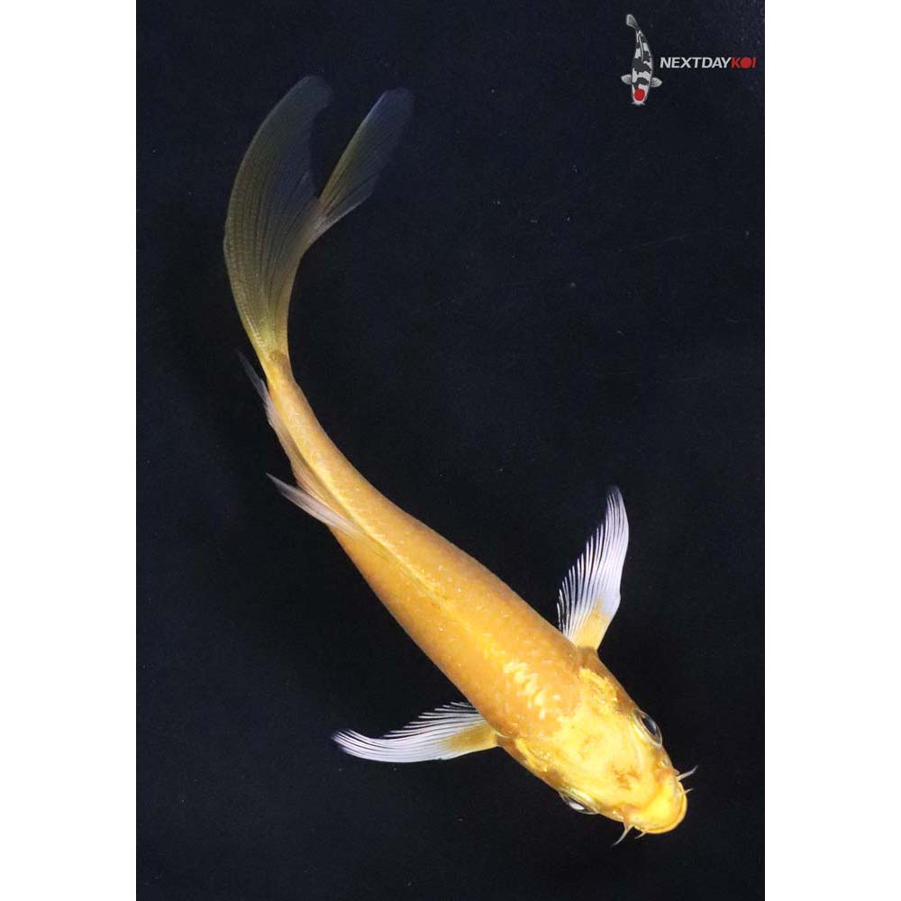 4.5” Imported Yamabuki Ogon Butterfly Koi