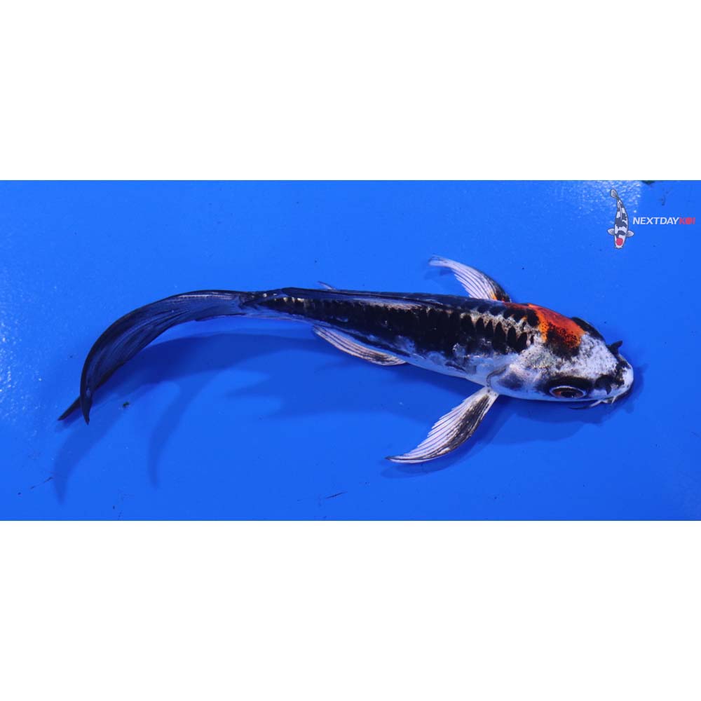 4.5” Imported Kin Kikokuryu Butterfly Koi