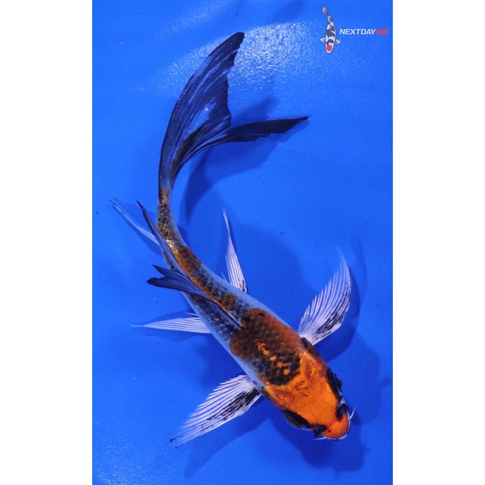 4.5” Imported Kujaku Butterfly Koi