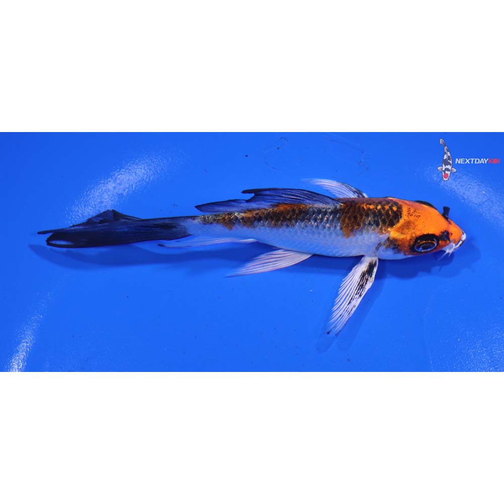 4.5” Imported Kujaku Butterfly Koi