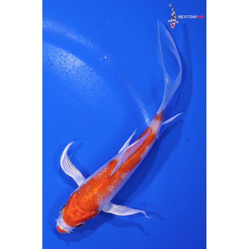5” Imported Hariwake Butterfly Koi