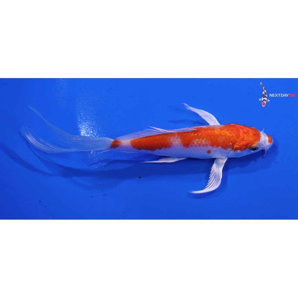 5” Imported Hariwake Butterfly Koi
