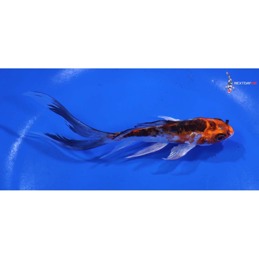 5” Imported Doitsu Kujaku Butterfly Koi