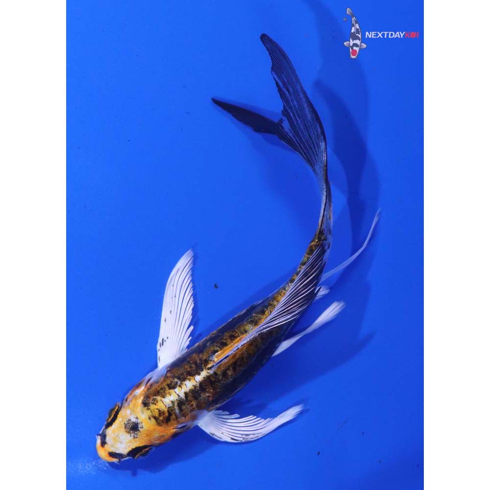 5” Imported Kin Kikokuryu Butterfly Koi