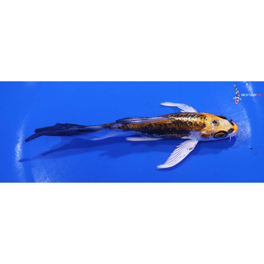 5” Imported Kin Kikokuryu Butterfly Koi