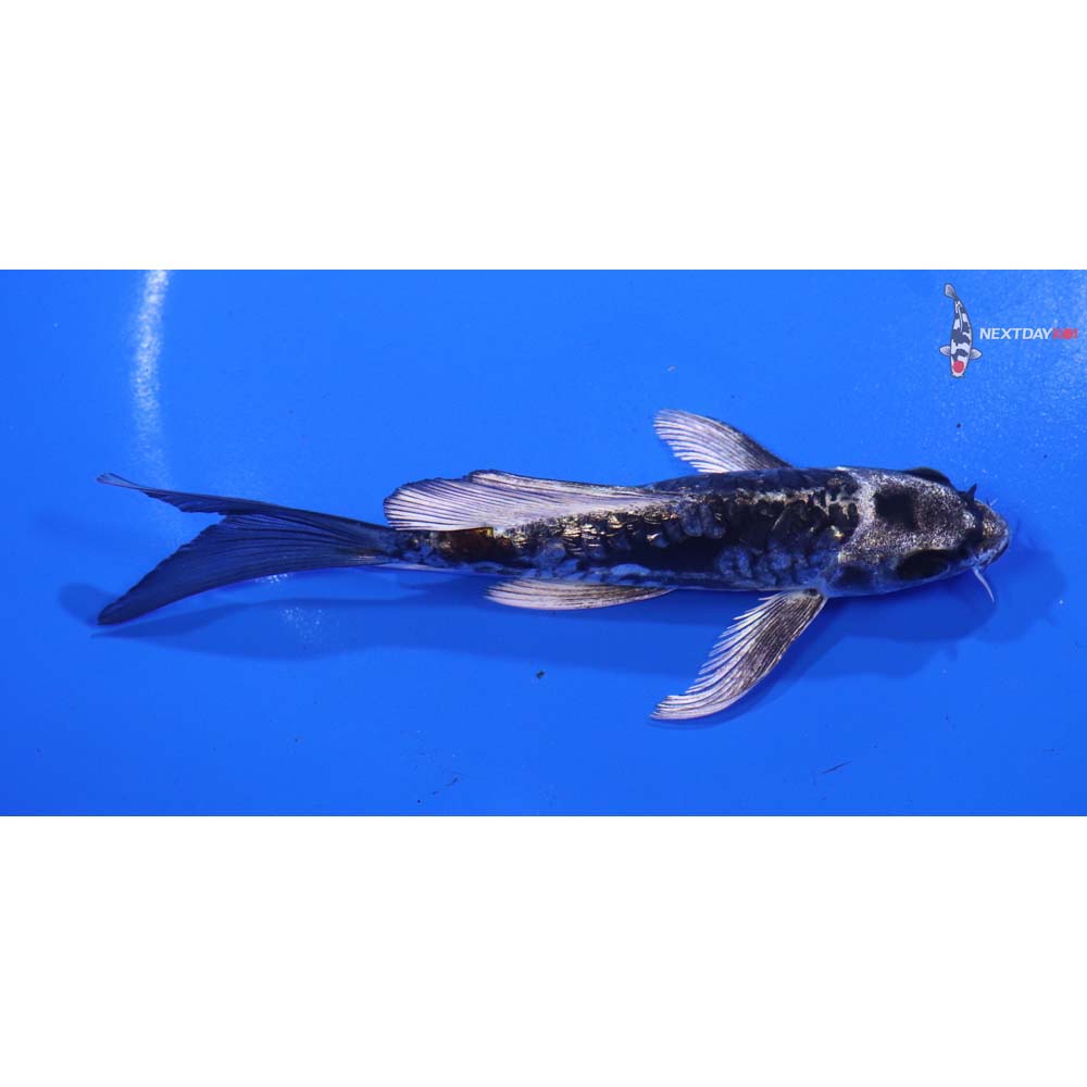 5” Imported Kin Kikokuryu Butterfly Koi