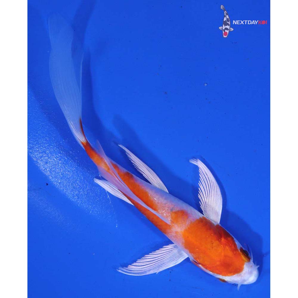 5” Imported Hariwake Butterfly Koi