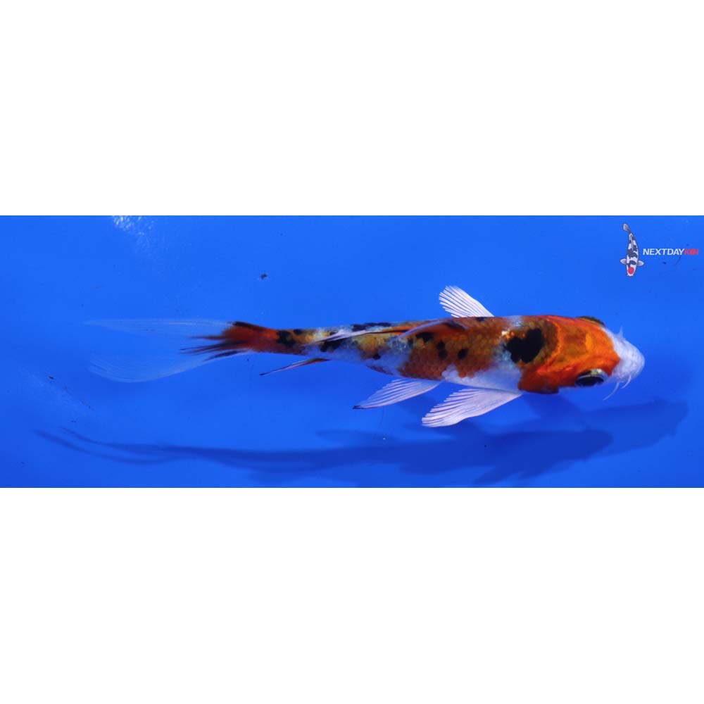 4” Imported Yamato Nishiki Butterfly Koi