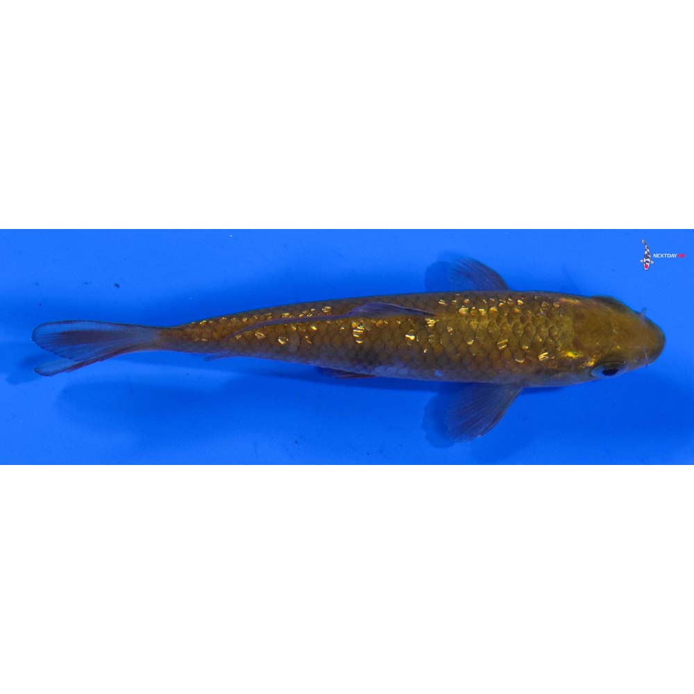 3” Imported Gin Rin Chagoi