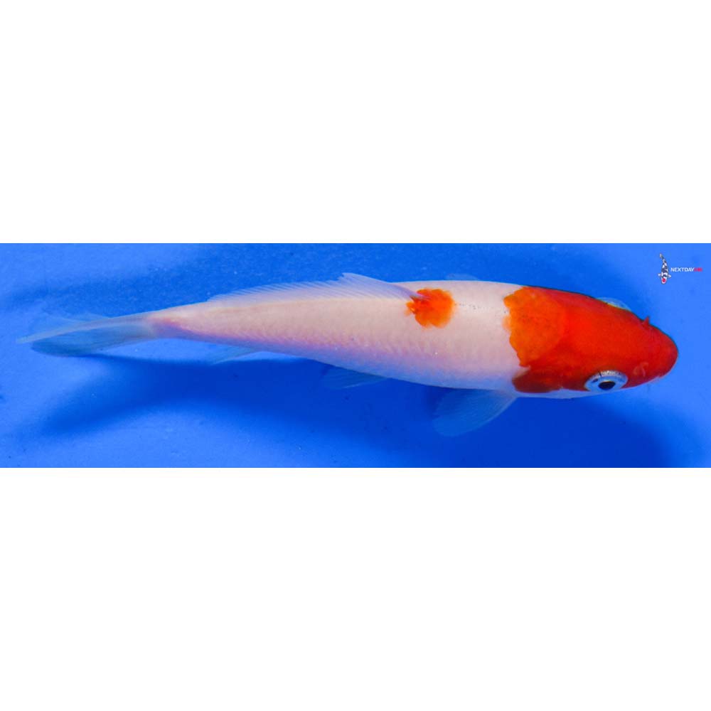 3” Imported Kohaku