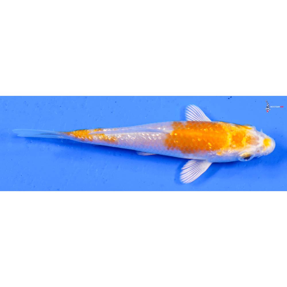 3.5” Imported Gin Rin Lemon Hariwake