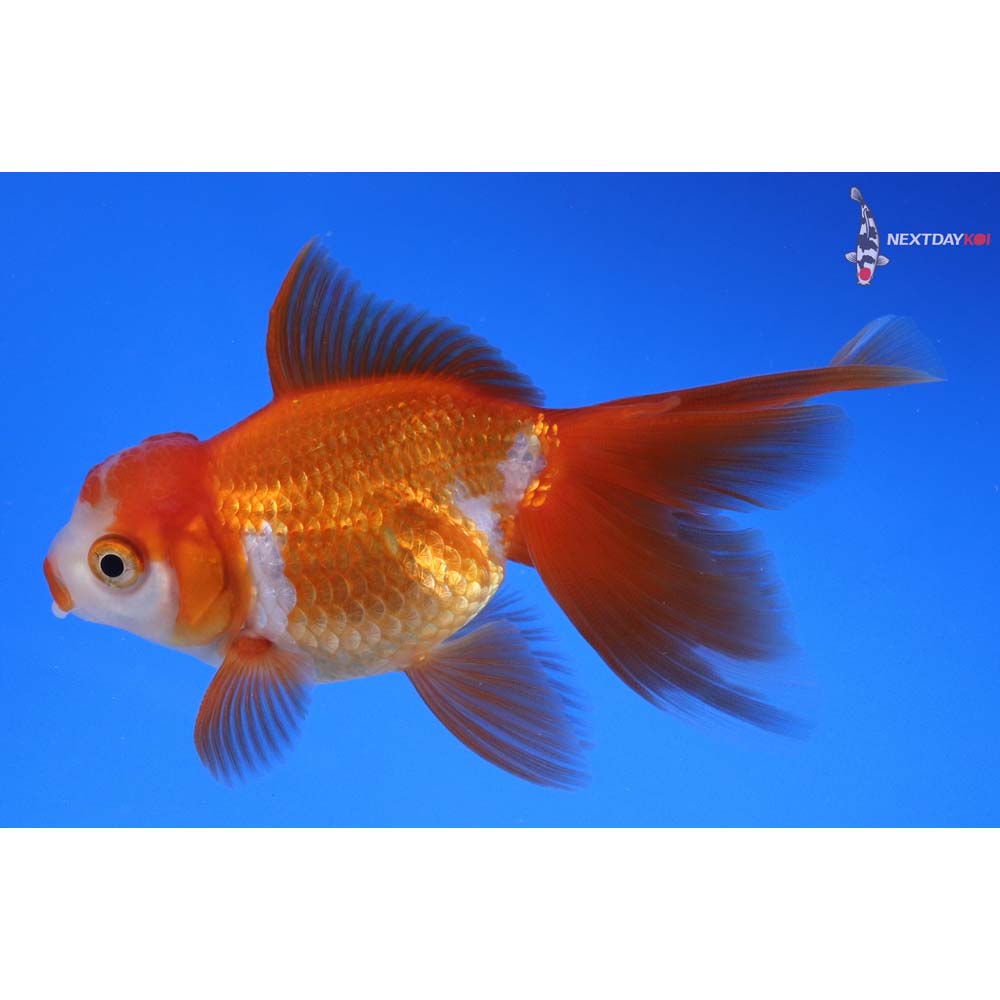 4” Imported Red and White Oranda