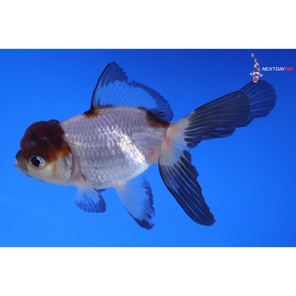 4” Imported Tri Color Panda Oranda