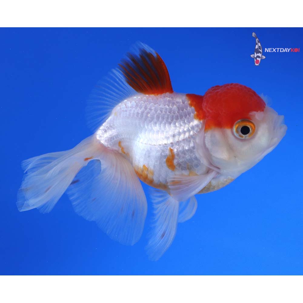 4” Imported Red and White Oranda