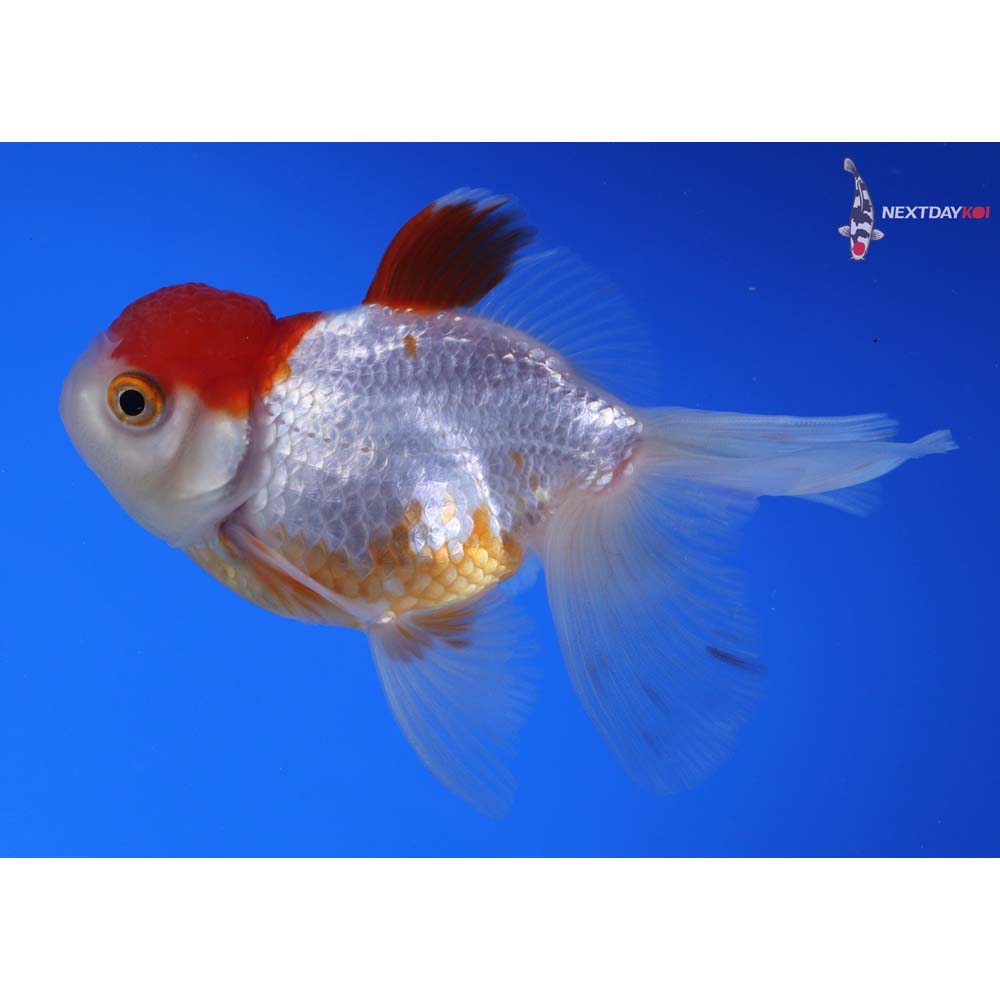 4” Imported Red and White Oranda