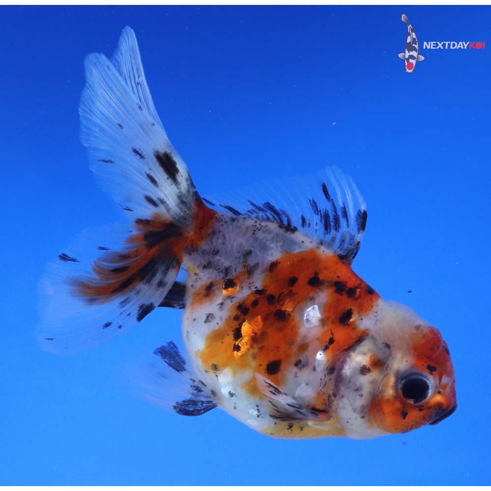 4” Imported Calico Oranda